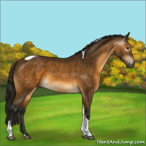 Horse Color:Gray Buckskin Tobiano