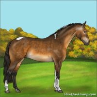 Horse Color:Gray Buckskin Tobiano 