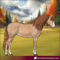 Horse Color:Red Dun 