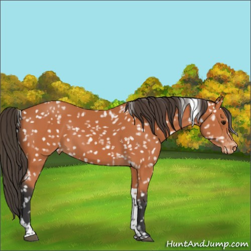 Horse Color:Bay Tobiano Appaloosa
