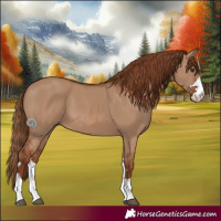 Horse Color:Red Dun 