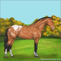 Horse Color:Bay Tobiano Snowcap 