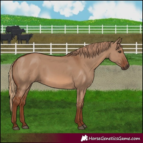 Horse Color:Red Dun