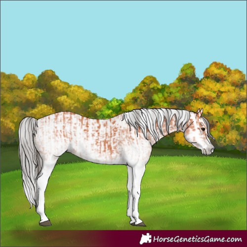 Horse Color:White Spotted Bay Splash and Gray White Spotted Bay Splash