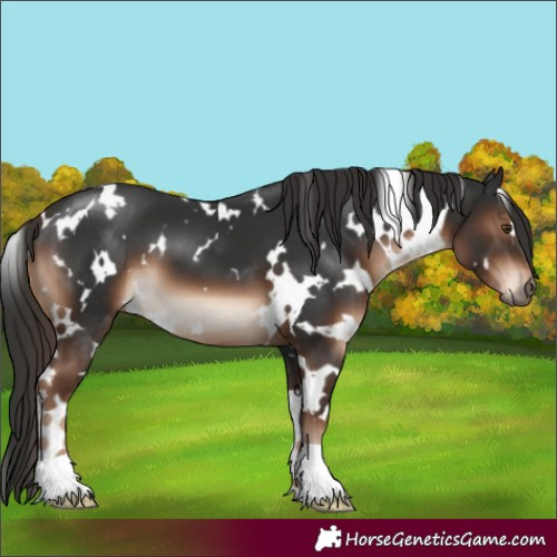 Horse Color:White Spotted Liver Chestnut 