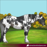 Horse Color:White Spotted Black 