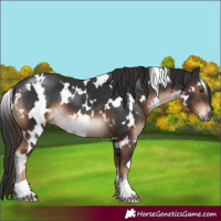 Horse Color:White Spotted Liver Chestnut