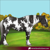 Horse Color:White Spotted Liver Chestnut
