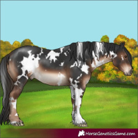 Horse Color:White Spotted Liver Chestnut