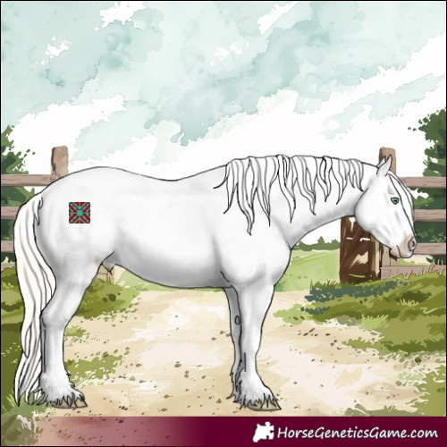 Horse Color:White Spotted Silver Amber Cream Champagne Dun Splash Appaloosa 
