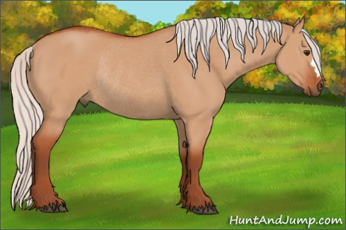 Horse Color:Silver Bay Dun Rabicano 