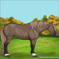 Horse Color:Liver Red Dun Rabicano 