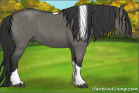 Horse Color:Grullo Roan Tobiano 