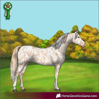 Horse Color:Chestnut Tobiano Appaloosa 