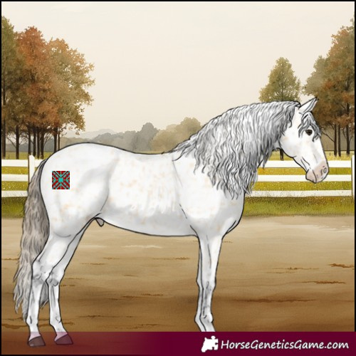Horse Color:Buckskin Tobiano Snowcap 