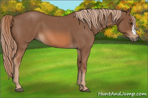 Horse Color:Red Roan 