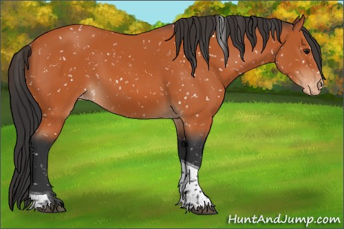 Horse Color:Bay Tobiano Appaloosa 
