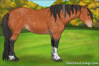 Horse Color:Bay Tobiano Appaloosa 