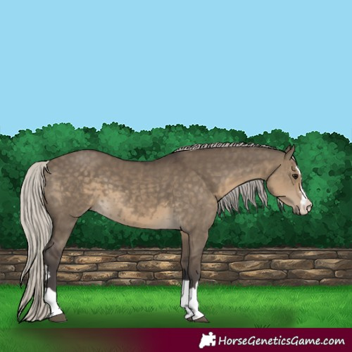 Horse Color:Silver Smoky Grullo 