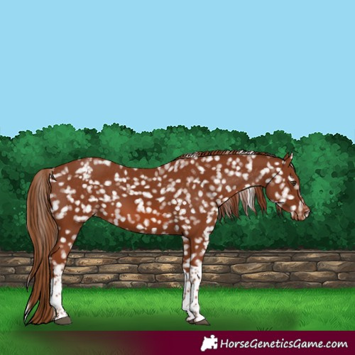 Horse Color:Chestnut Tobiano Snowflake Varnish