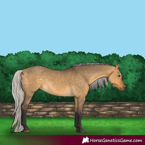 Horse Color:Silver Buckskin Dun 