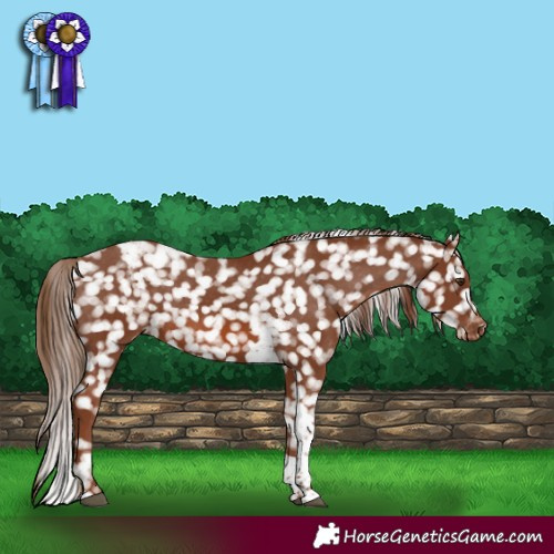 Horse Color:Chestnut Tobiano Appaloosa 