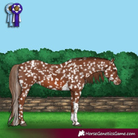 Horse Color:Chestnut Tobiano Appaloosa 