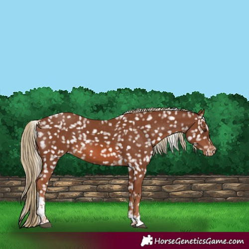 Horse Color:Chestnut Tobiano Appaloosa 