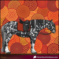 Horse Color:Black Tobiano Appaloosa