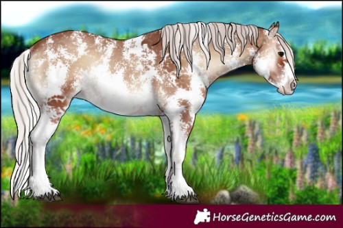 Horse Color:Silver Blue Onyx Sabino Rabicano 