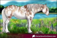 Horse Color:Silver Blue Onyx Sabino Rabicano 