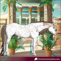 Horse Color:Bay Splash Appaloosa 