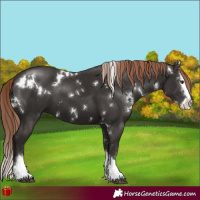 Horse Color:White Spotted Liver Chestnut Splash 