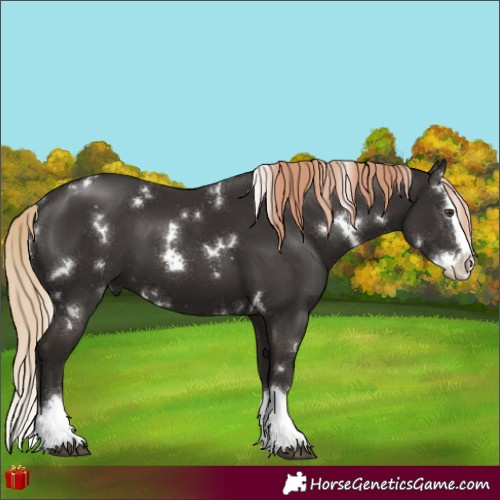 Horse Color:White Spotted Liver Chestnut Splash 