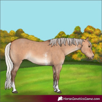 Horse Color:Silver Bay Dun Sabino 