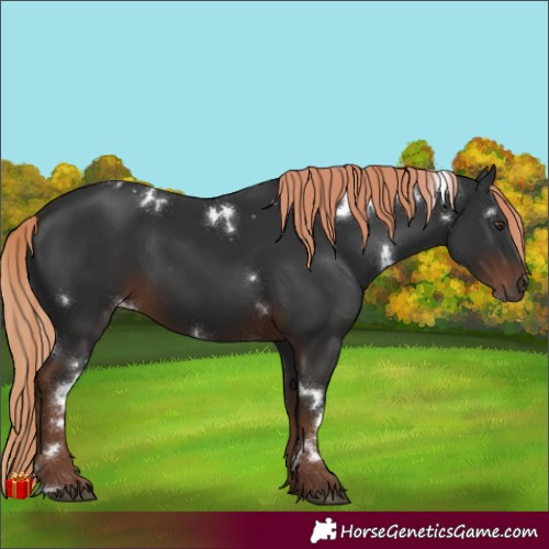 Horse Color:White Spotted Liver Chestnut 