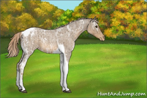 Horse Color:Chocolate Palomino Ice Roan Tobiano Appaloosa 