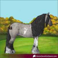 Horse Color:Grullo Roan Tobiano