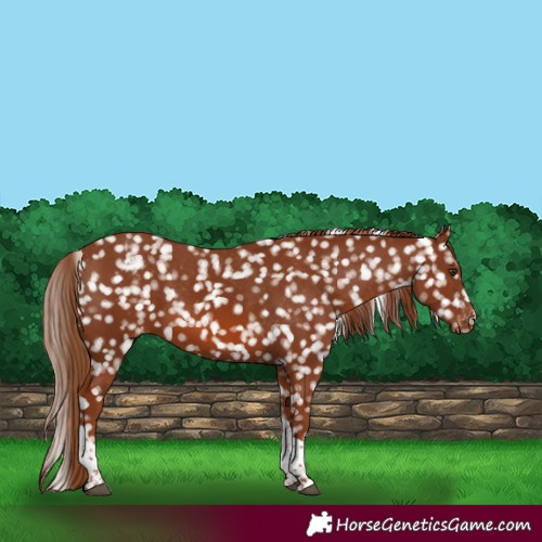 Horse Color:Chestnut Tobiano Appaloosa
