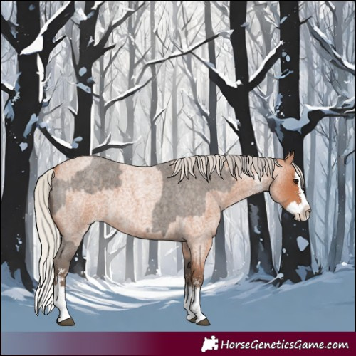 Horse Color:Silver Blue Roan Sabino Splash and Silver Bay Roan Sabino Splash