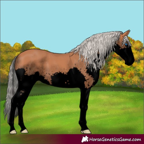 Horse Color:Void Silver Bay Splash 