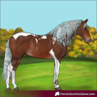 Horse Color:Painted Silver Bay Tobiano Rabicano