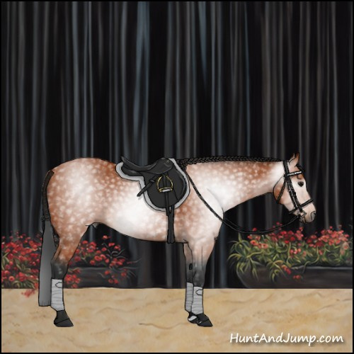 Horse Color:Gray Bay 