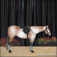 Horse Color:Gray Bay 