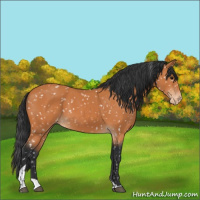 Horse Color:Bay Tobiano Appaloosa 