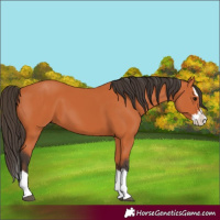 Horse Color:Bay Splash 