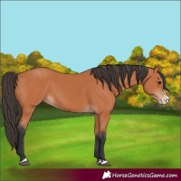 Horse Color:Bay Splash 