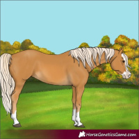 Horse Color:Palomino Splash 