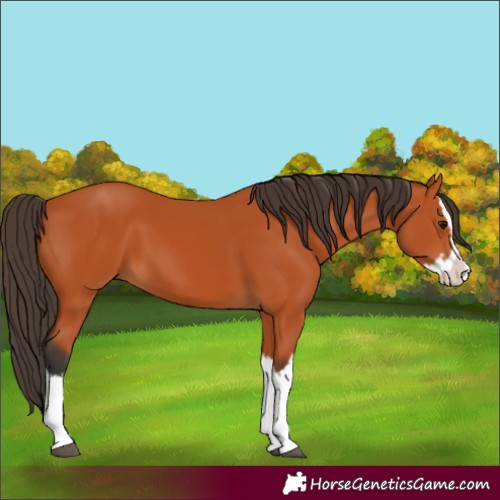 Horse Color:Bay Splash 