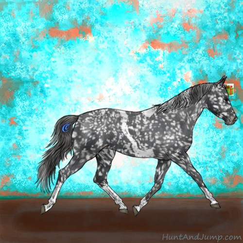 Horse Color:Black Tobiano Appaloosa 